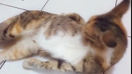 Funny Cat a Bath at Home (Si Belang 3) - Exclusive Personal Collection