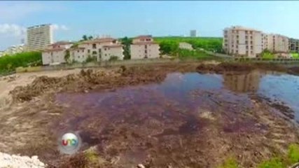 Alejandra Cullen. Cancún es un desastre ecológico