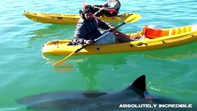 When SHARKS ATTACK! Multiple REAL SHARK ATTACKS caught on camera! (AMAZING WILDLIFE video!)