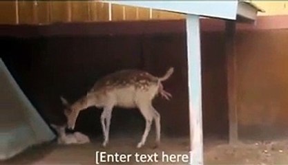 Deer Birth , A Baby Deer Is Born