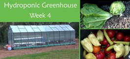 Hydroponic Greenhouse Vegetables - Week 4