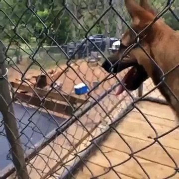 Skateboarder Fails Off Dog Cage