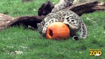 Pumpkin Treats to Brookfield Zoo Animals