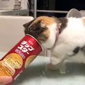 Cat Gets Head Stuck in Potato Chip Can | Cute Calico