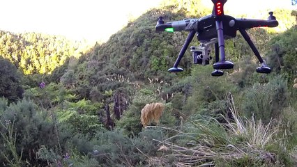 Drone SHOT DOWN by 'hunters' over New Zealand