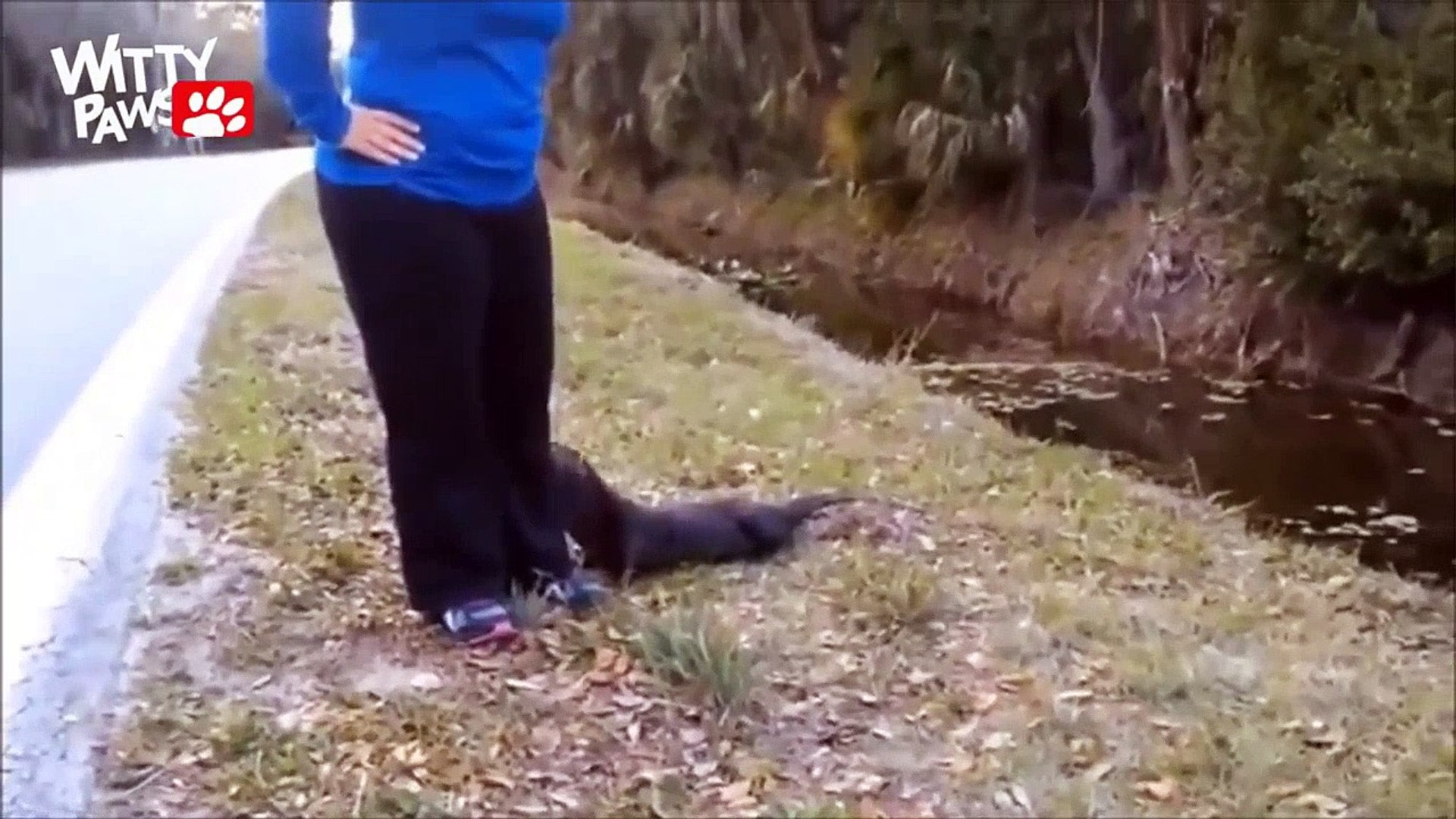 ⁣Top 5 of Funny Playful Otters! - Compilation (2016 | HD)