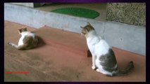 Funny Beautifull Cat MATING- Animals Life