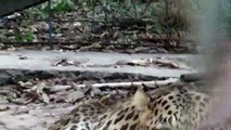 Leopard vs Humans at Zoo  New 2016    When Animals attacks at Zoo  Funny Videos   Viral
