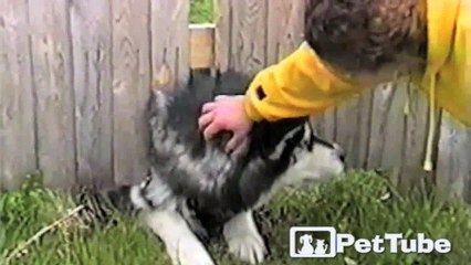 Adorable Dog Heads Out of the Yard  - PetTube