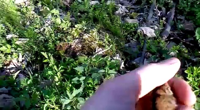 rMax pułapka na myszy - mysz polna