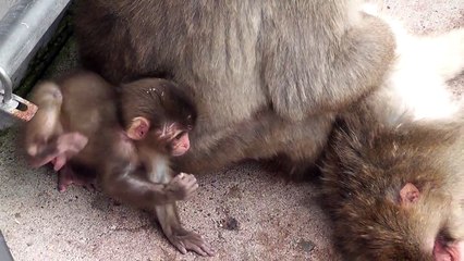 Baby Monkey. 赤ちゃん猿（顔アップ）（釧路動物園）