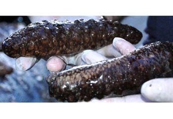 Ayvalık'ta 910 Kilogram Deniz Patlıcanı Ele Geçirildi