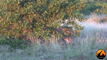 Cheetah Chased off Kill By Baboons - 21 April 2013 - Latest Sightings