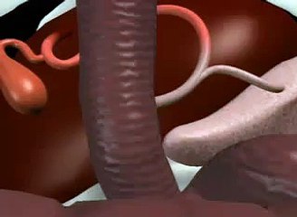 Watch The Liver and Pancreas System Working