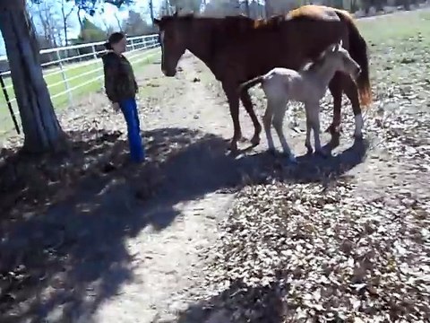Un poulain éternue, glisse et chute au sol... Pauvre petit cheval!