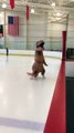Un T-Rex apprend à faire  du patin à glace - #TRexTuesday