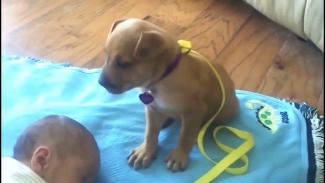 Щенок сторожит сон малыша