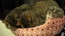 Ces chatons sont devenus un peu trop grands pour dormir avec leur mère
