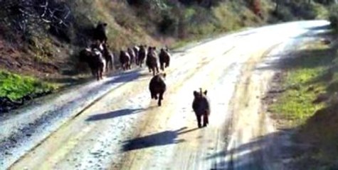 Yaban Domuzlarına Lavantalı Önlem