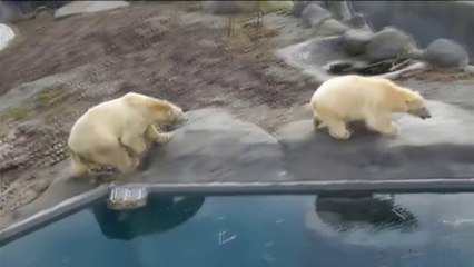 デンマーク・コペンハーゲン動物園で男がホッキョクグマ展示場に侵入 ((Dec. 2  2015)