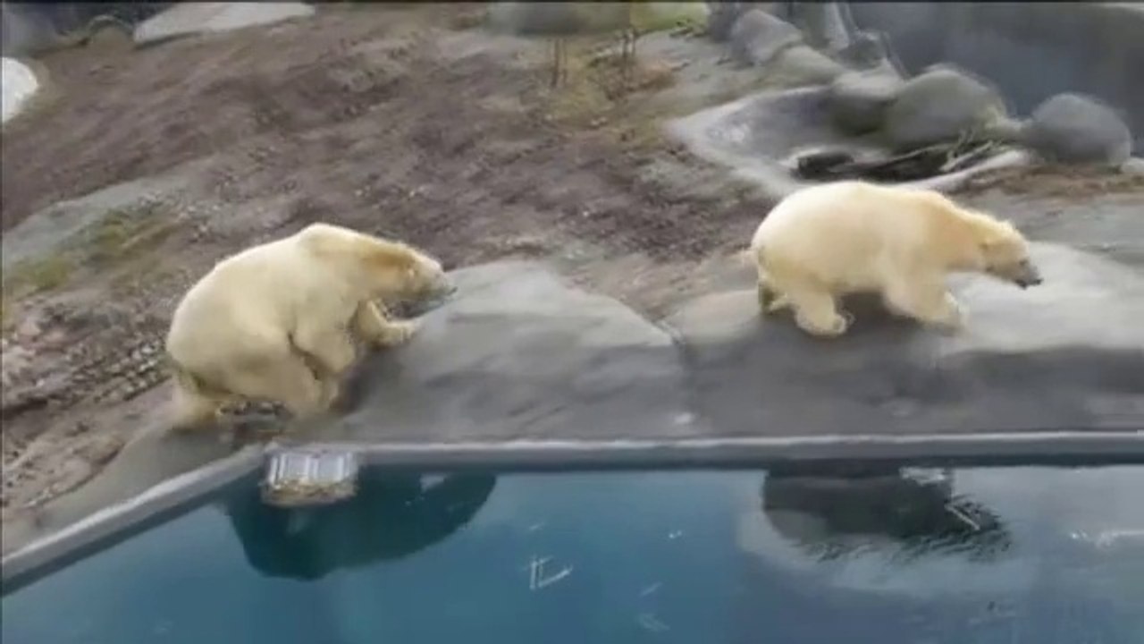デンマーク・コペンハーゲン動物園で男がホッキョクグマ展示場に侵入 ((Dec. 2  2015)
