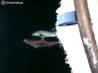 Как дельфины танцуют