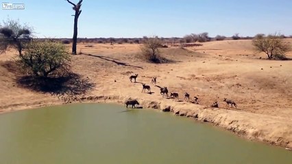 Animal é atacado por crocodilo gigante na África