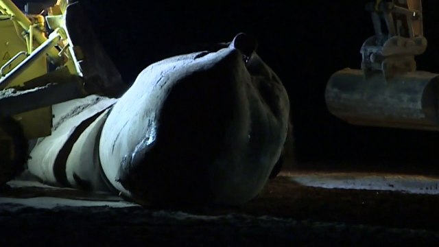Sperm whales found dead on Skegness beach moved to landfill
