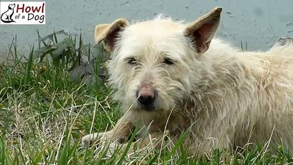 Ha Trascorso L’intero Inverno Fuori Al Freddo, Ma Quando Lo Hanno Trovato…Wow!!!