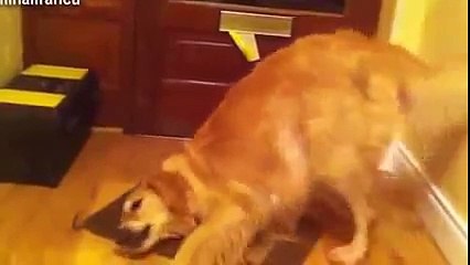 WhatsApp Funny Videos Which Will Make You Laugh - NonSenseUnlimited (175)