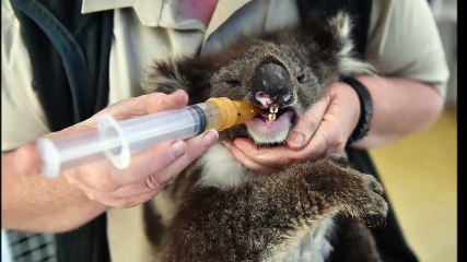 Ceva Santé Animale sauve les koalas d'Australie