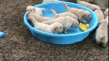 5 week old golden retriever puppies really mad when someone doesn t fill their pool!