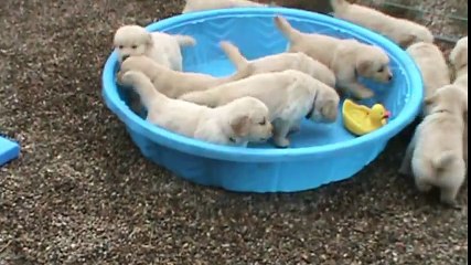 5 week old golden retriever puppies really mad when someone doesn t fill their pool!