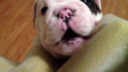 Bentley the Bulldog Puppy is fussy