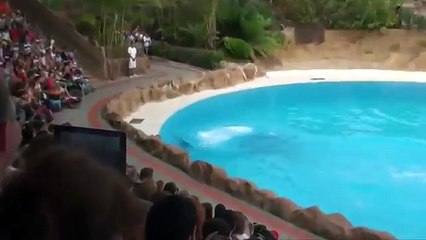 Amazing Dolphin Tales Show