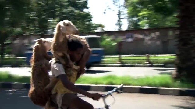 Faire du vélo avec 2 moutons sur le guidon! Classe
