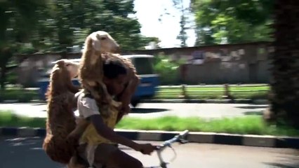 Faire du vélo avec 2 moutons sur le guidon! Classe