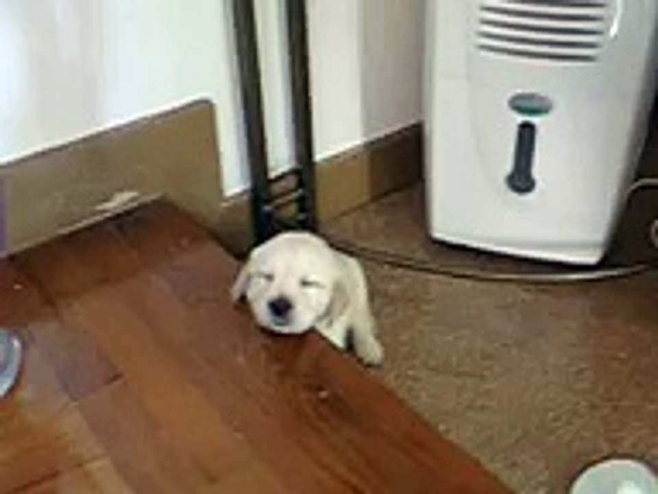 Cute Puppy falling asleep. Golden retriever puppy