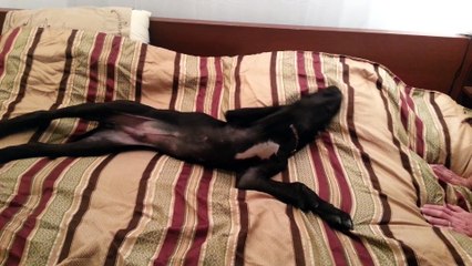 Great Dane puppy at 3 30am Talking