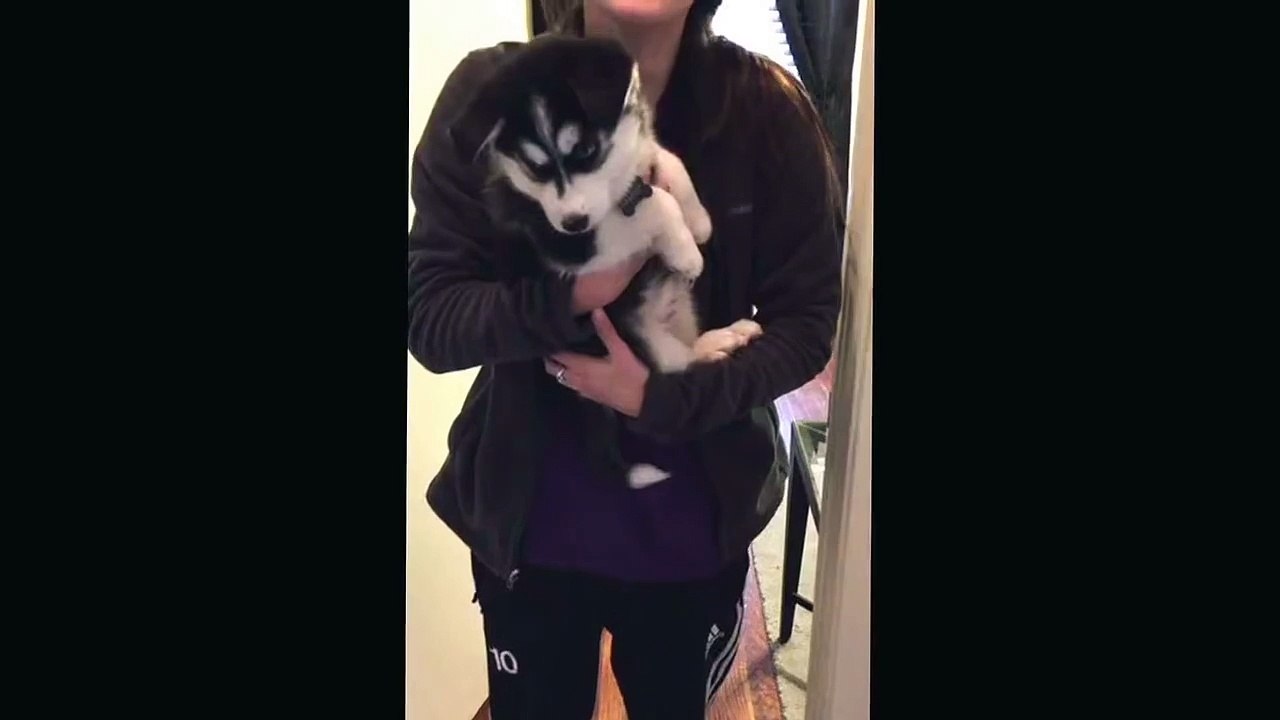 Talking husky puppy