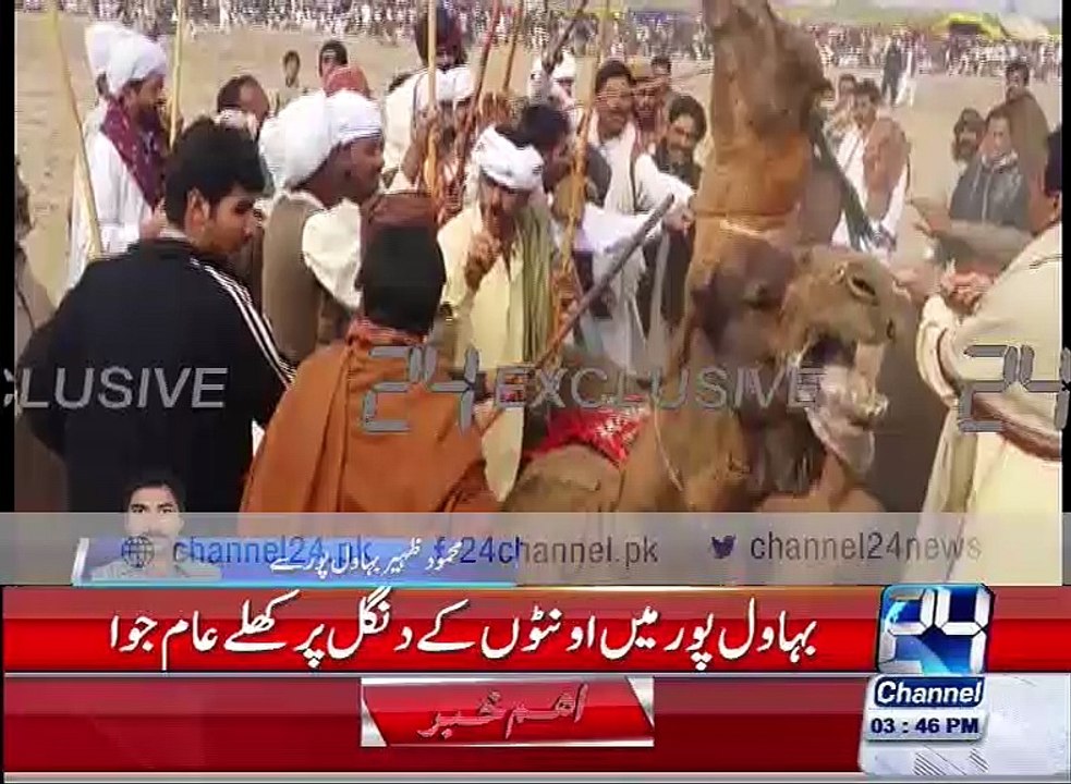 Camels openly gambling on wrestling in Bahawalpur