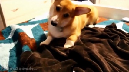 Dogs are Awesome - Funny Animal Compilation