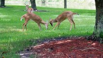 Angry Cat Chases Deer Family Off Lawn