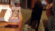 Dogs Love to Celebrate Birthdays