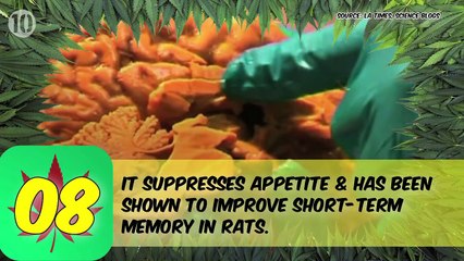 10 Curious Facts About Marijuana