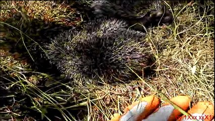 Baby Hedgehog.  еж.