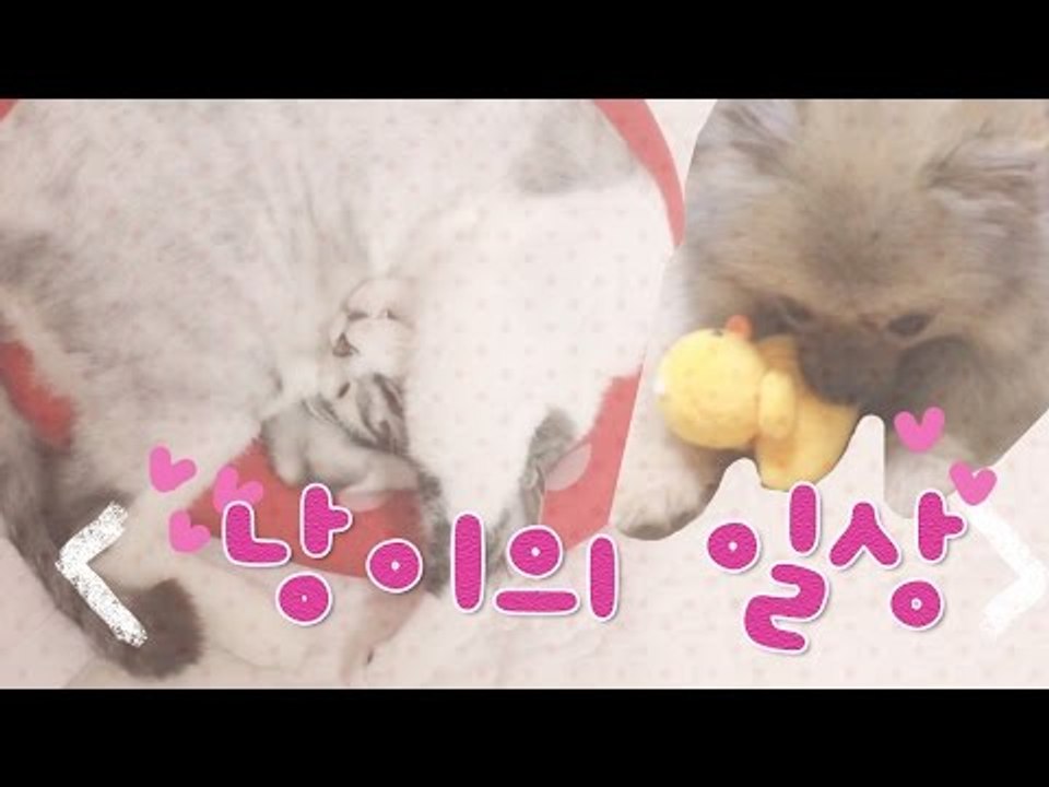 [뷰티DaDa] 새로운 친구가 놀러 왔어요! 강아지 친구를 본 낭이의 반응은??!ㅣ고...