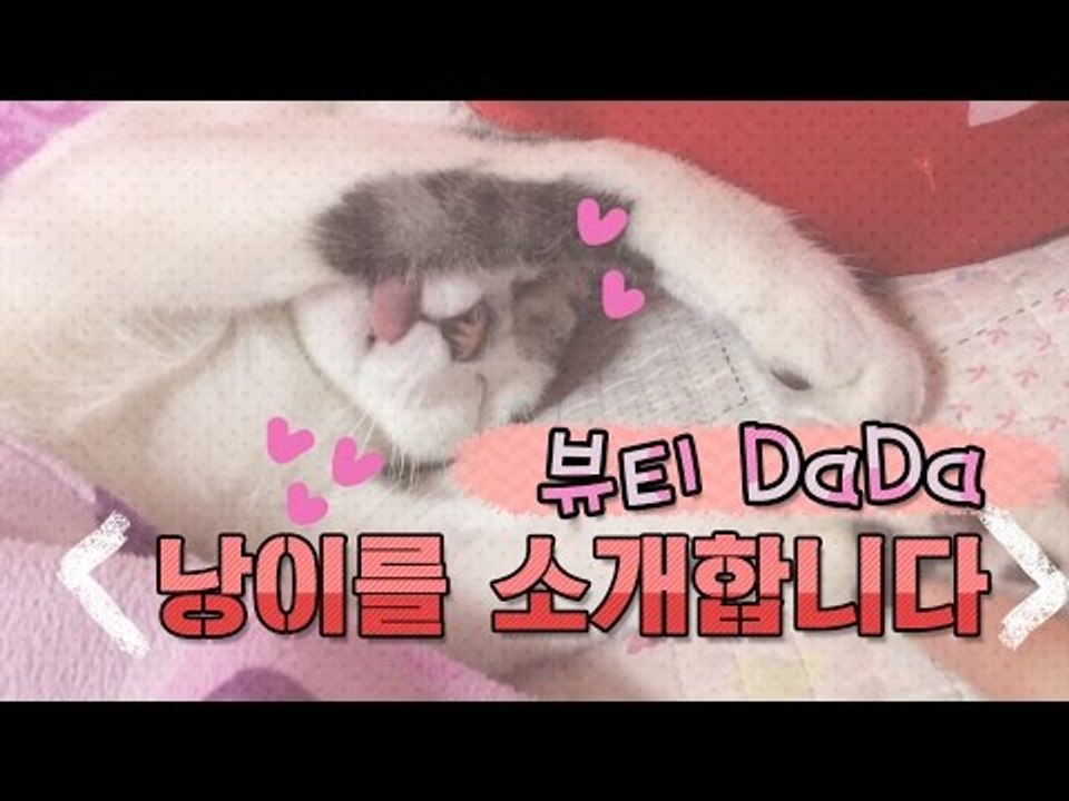 [뷰티DaDa] 뷰티DaDa 마스코트 낭이에요!ㅣ고양이 낭이 소개영상