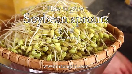 Amazing Viedo How to grow Soybean Sprouts Kongnamul.
