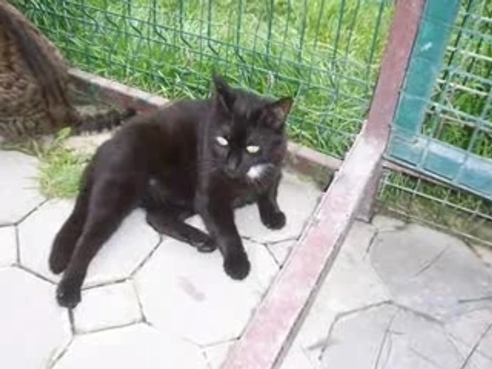 Les chats De Beauregard partie 1